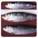 logoprograma